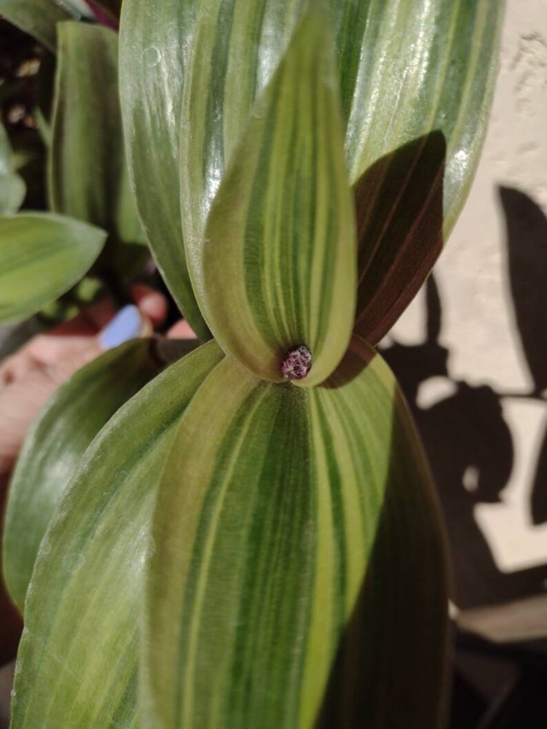 Tradescantia Blossfeldiana cerinthoides ’limelight’ - Etsy
