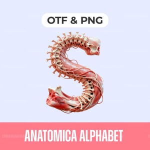 Anatomiskt alfabet PNG och OTF, teckensnitt för medicinska strukturer, hyperrealistisk bentypografi, anatomiska designresurser, 3D-muskelteckensnitt