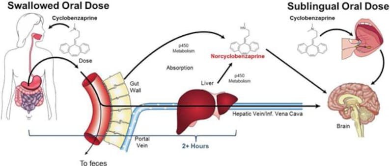 Sublingual Super Root Ice Cubes: Bioactive Nutrient Boost image 16