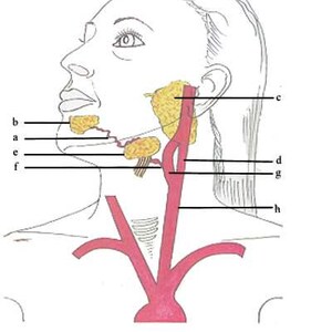 Sublingual Super Root Ice Cubes: Bioactive Nutrient Boost image 14