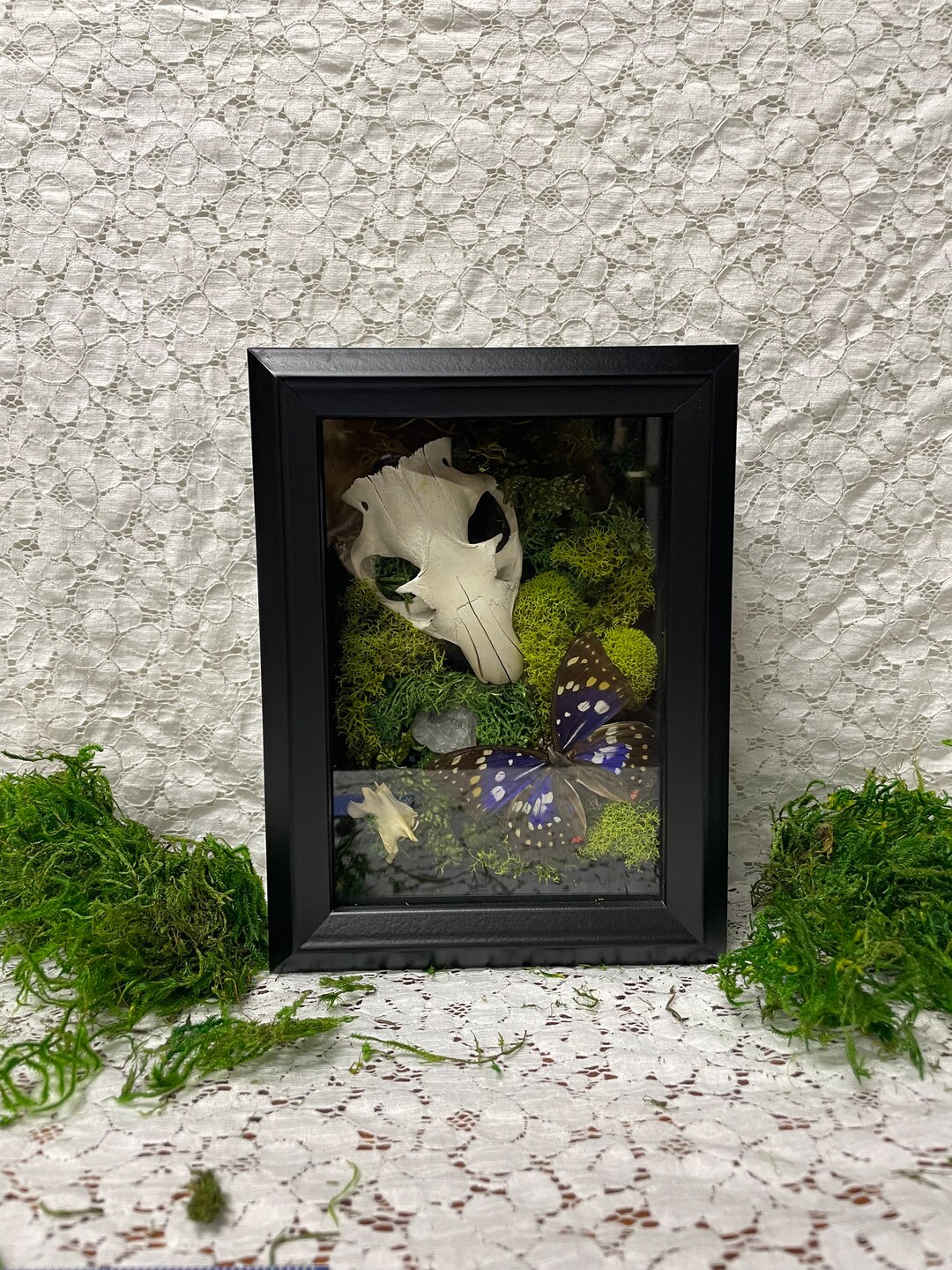 Ground Hog Skull and Butterfly Display - Etsy Australia