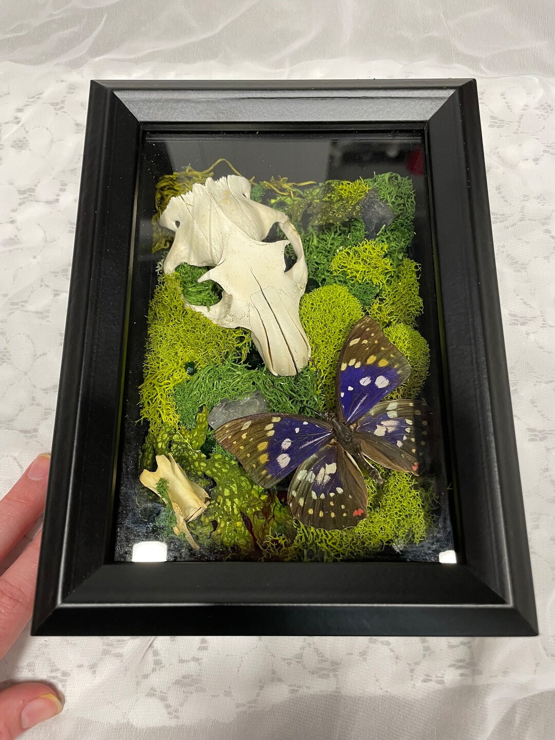 Ground Hog Skull and Butterfly Display - Etsy