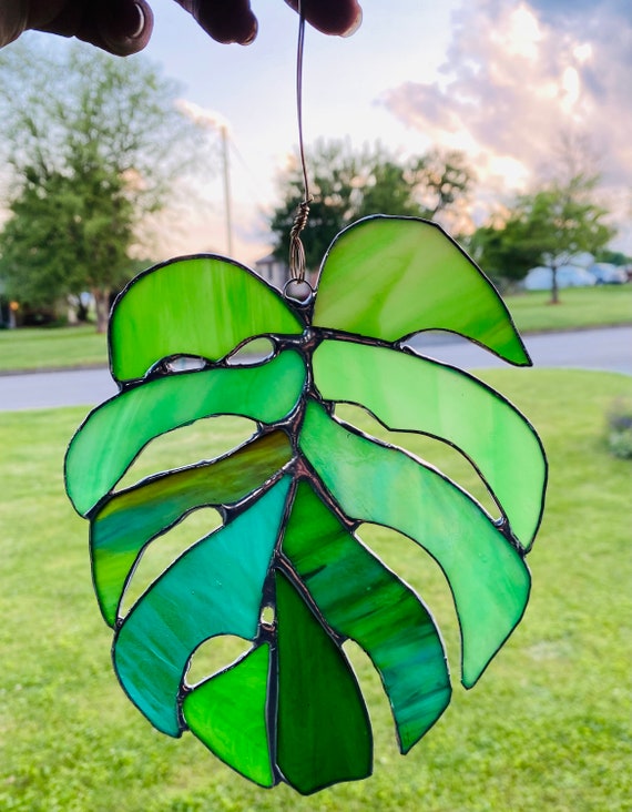 philodendron micans halo Philodendron Micans Halo Variegata | Buy online