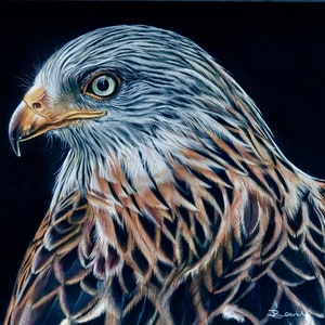 Dramatic artwork of the striking Red Kite Bird of Prey, Prints from original artwork of a Red Kite Bird of Prey, Raptor Art prints, Bird art