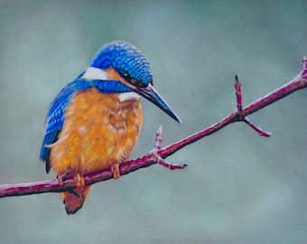Kingfisher giclée print from the original Kingfisher painting, Beautiful Kingfisher bird from the original artwork, Native British Bird art