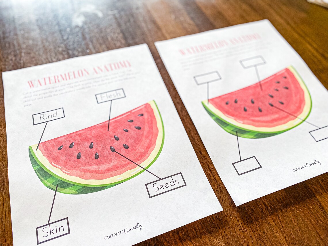 Watermelon Anatomy Worksheet Set Homeschool Summer Printable Science Study, Handson Activity