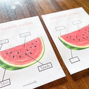 Watermelon Anatomy Worksheet Set | Homeschool Summer Printable Science ...