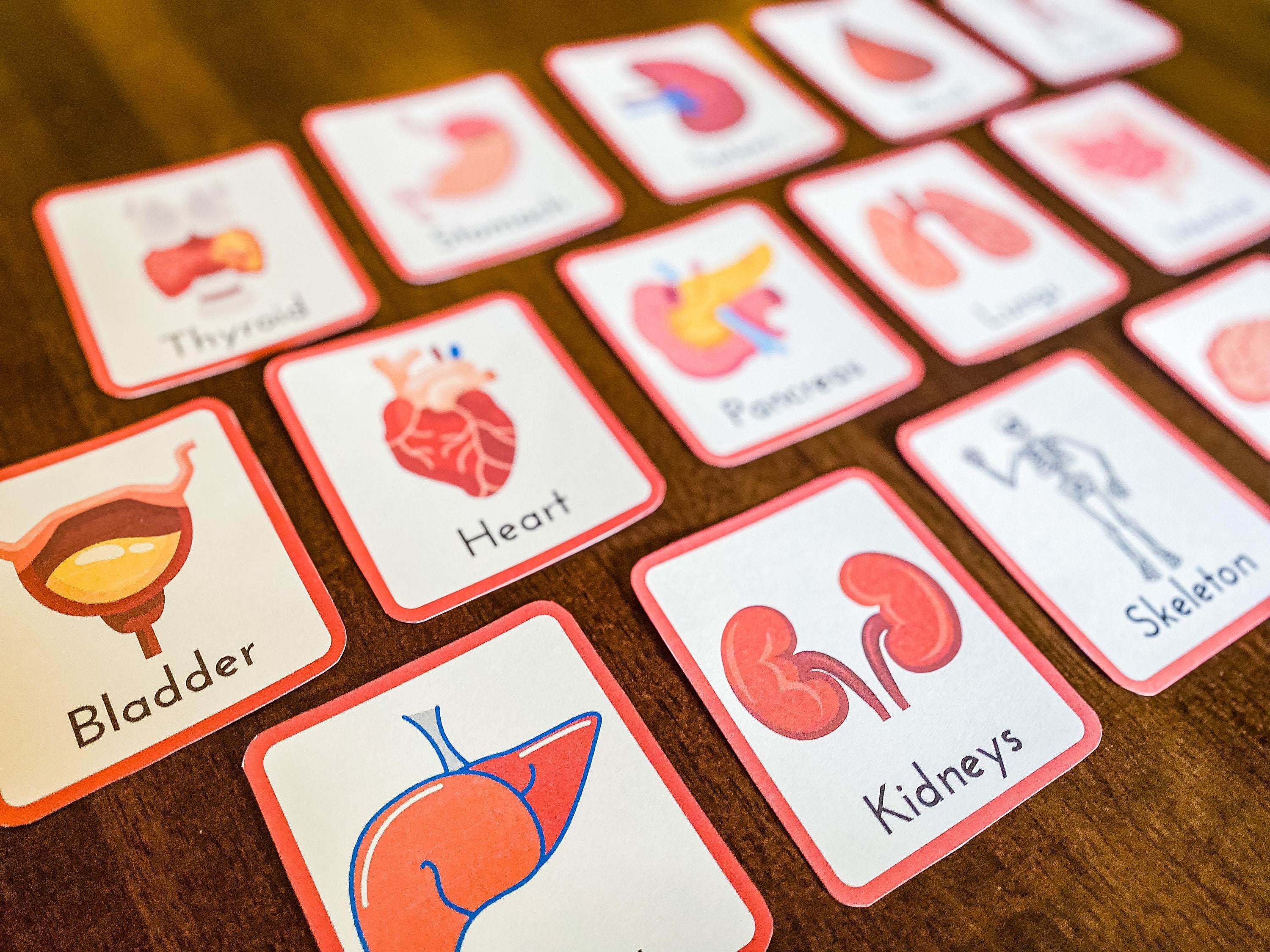 Human Body Flashcards Printable Homeschool Preschool Kindergarten ...