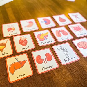Human Body Flashcards | Printable Homeschool Preschool Kindergarten ...
