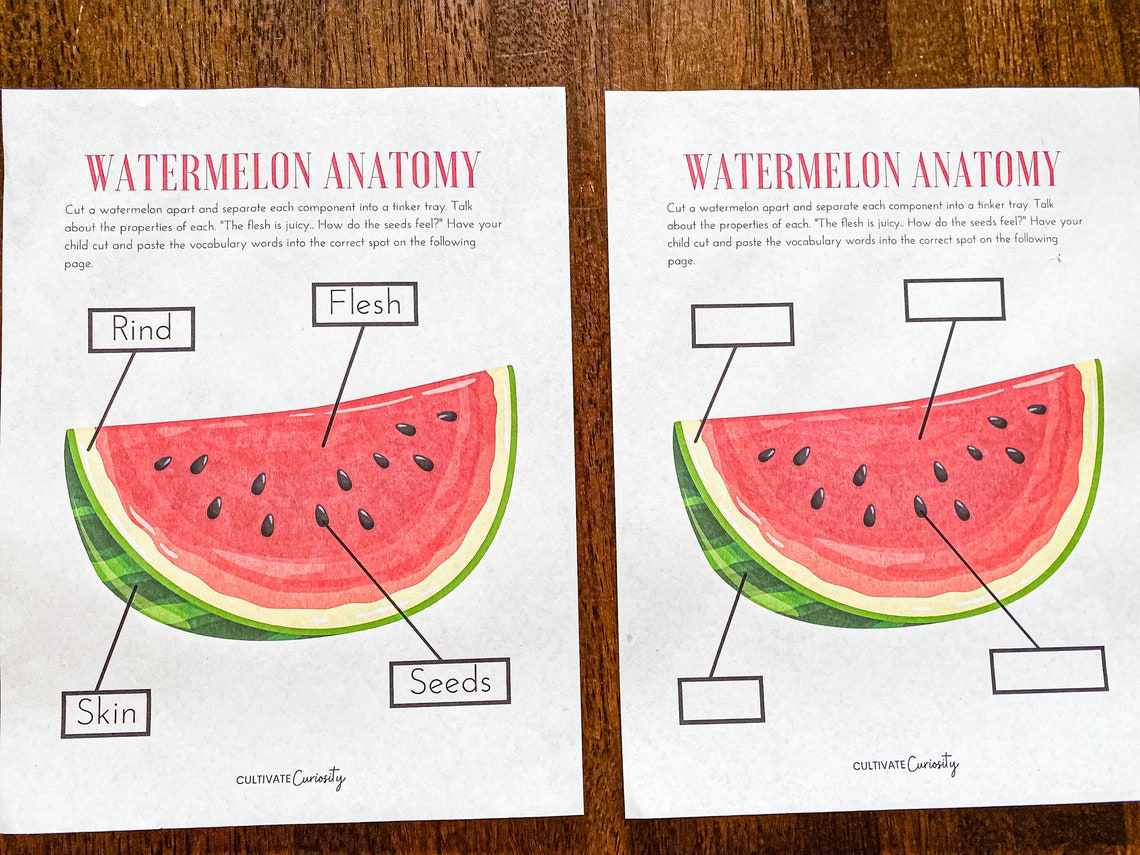 Watermelon Anatomy Worksheet Set Homeschool Summer Printable Science Study, Handson Activity