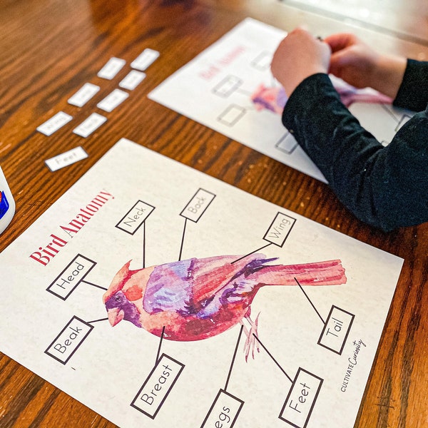 Bird Anatomy Worksheet Set Homeschool Science Study for Pre-K, Kindergarten, Elementary Kids | Montessori Homeschool Printable