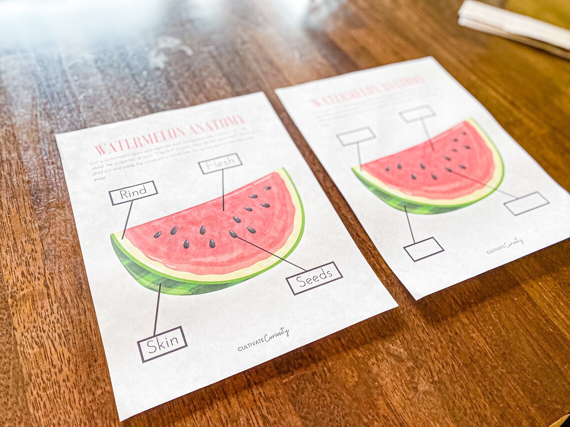 Watermelon Anatomy Worksheet Set Homeschool Summer Printable Science
