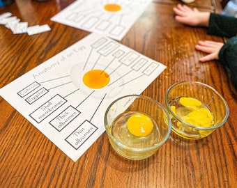 Inside an Egg Worksheet Set | Homeschool Science Study Worksheet Printable for Pre-K, Kindergarten, Elementary and beyond