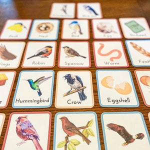Bird Flashcards for Preschoolers | Bird Theme Pre-K Homeschool Unit Study Flashcards to Teach Toddlers about Birds