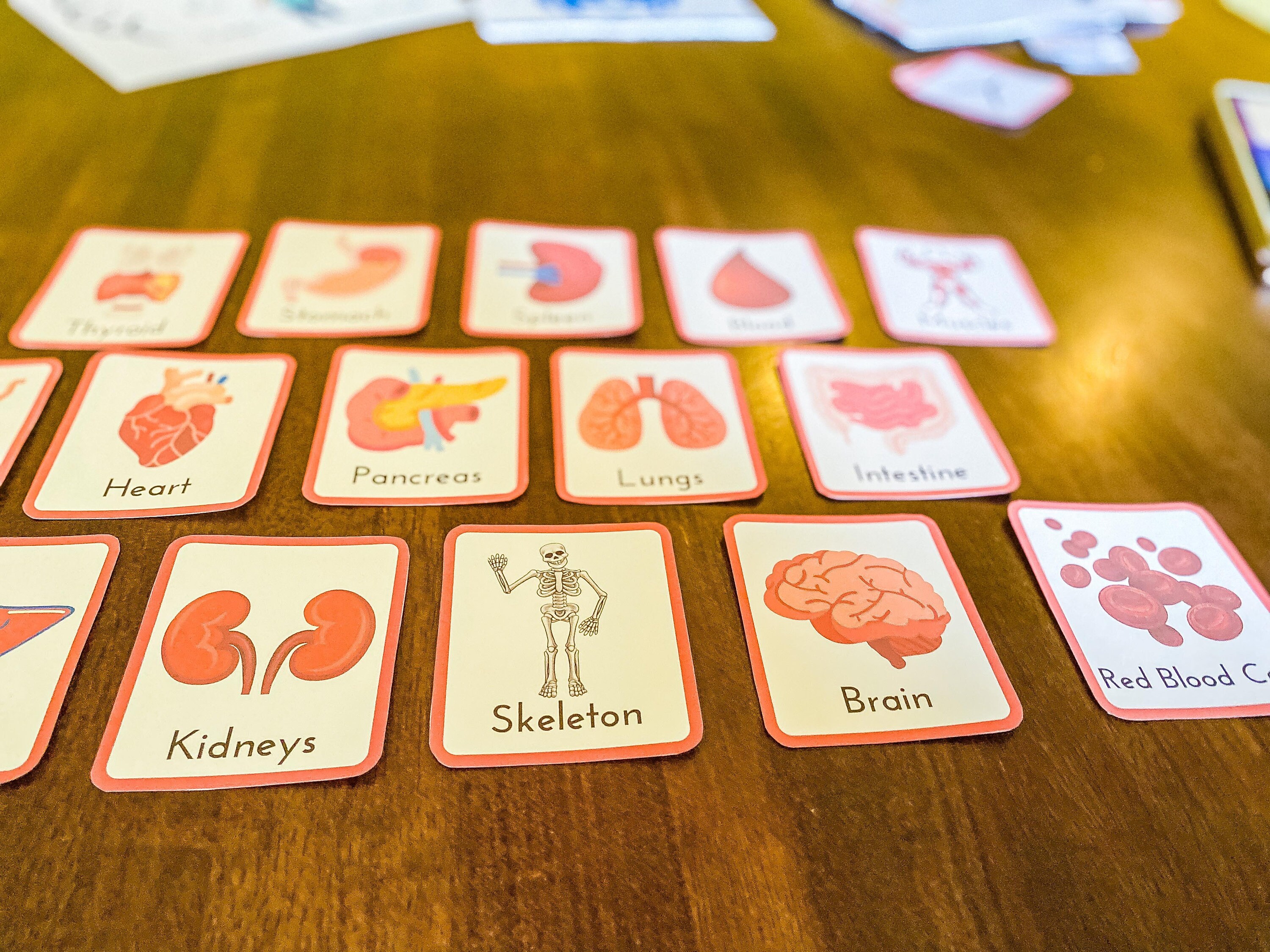Human Body Flashcards Printable Homeschool Preschool Kindergarten ...
