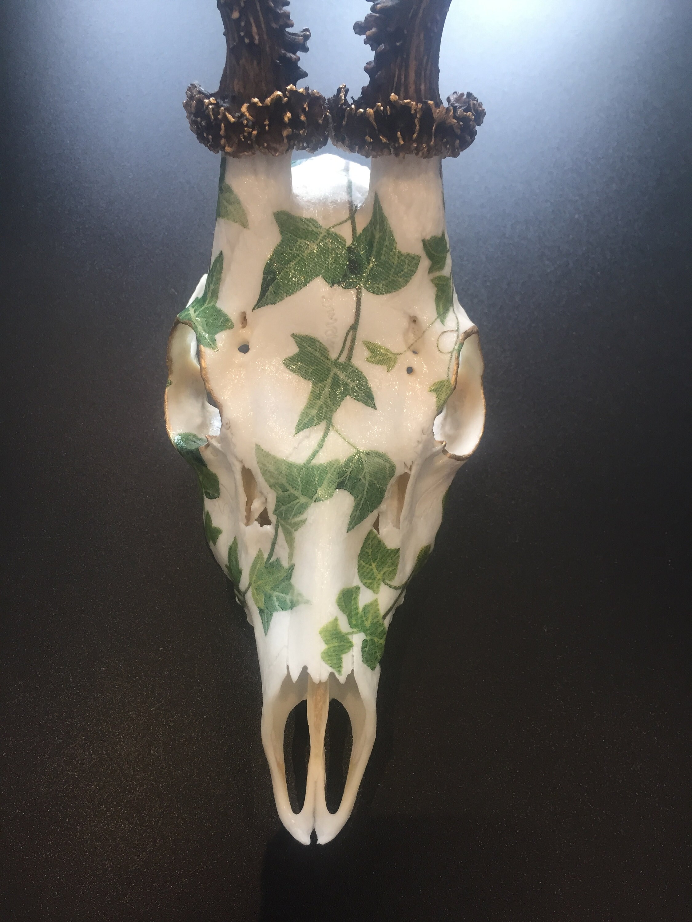 Ivy Deer Skull Decoupage Oddities Curiosities Taxidermy Etsy