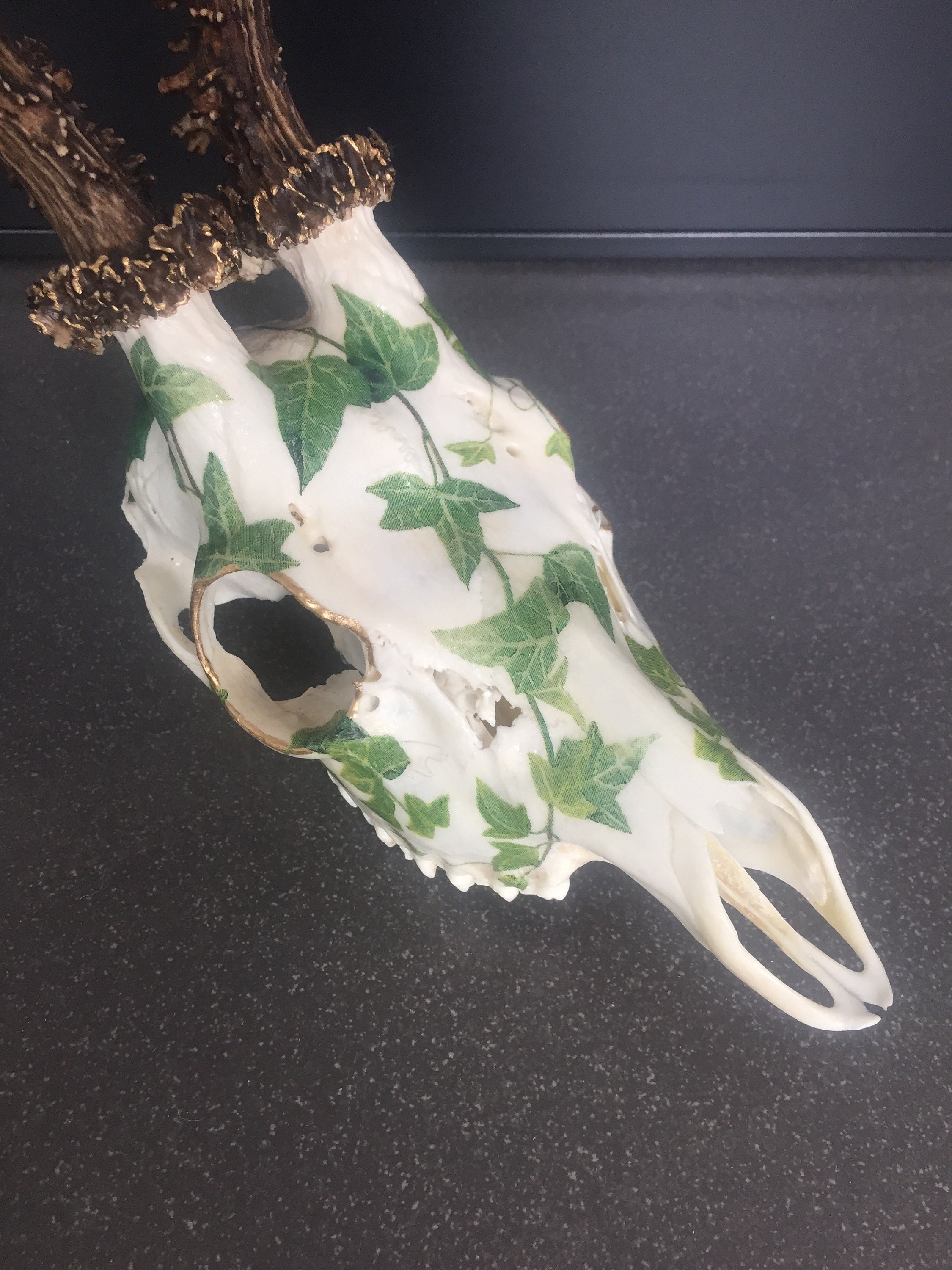 Ivy Deer Skull Decoupage Oddities Curiosities Taxidermy Etsy