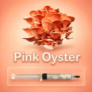 Pink Oyster Mushroom Liquid Culture Syringe 10ml, Live Gourmet Mycelium for Grow Kits, Fast Growing Beginner Friendly Cultivation