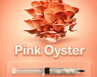 Pink Oyster Mushroom Liquid Culture Syringe 10ml, Live Gourmet Mycelium for Grow Kits, Fast Growing Beginner Friendly Cultivation