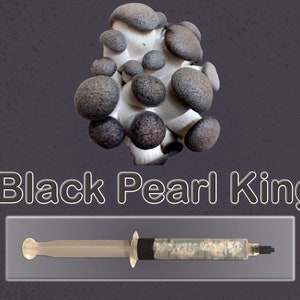 Black Pearl King Oyster Mushroom Liquid Culture