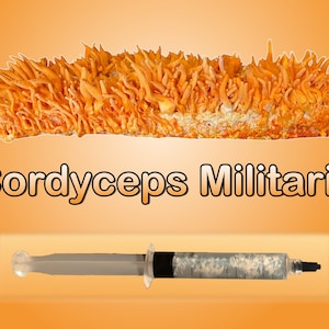 Cordyceps Militaris Mushroom Liquid Culture 12 ml