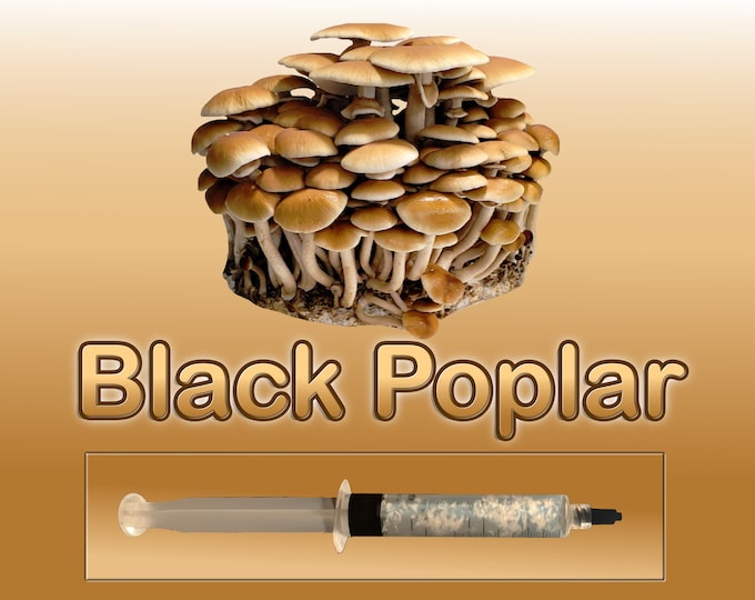 Black Poplar (Pioppino) Agrocybe aegerita Gourmet Mushroom Liquid Culture