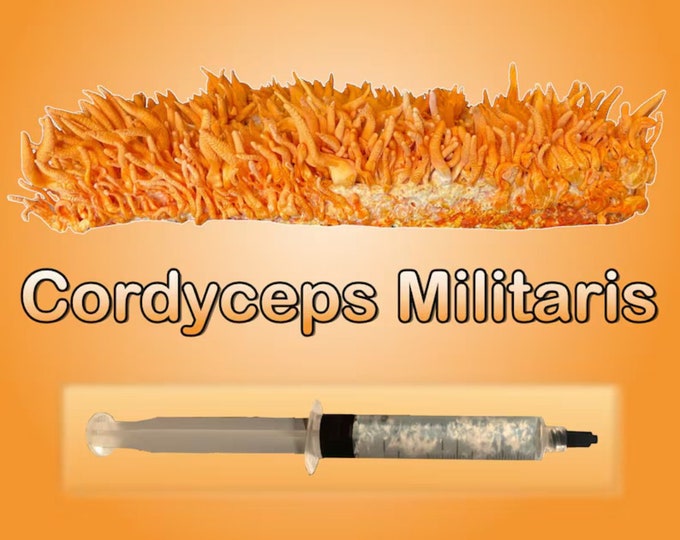Cordyceps Militaris Mushroom Liquid Culture 12 ml