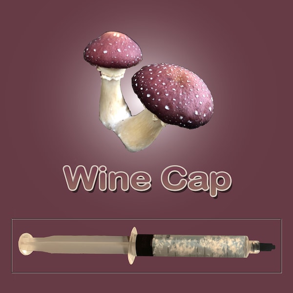 Wine Cap Mushroom Spawn Etsy