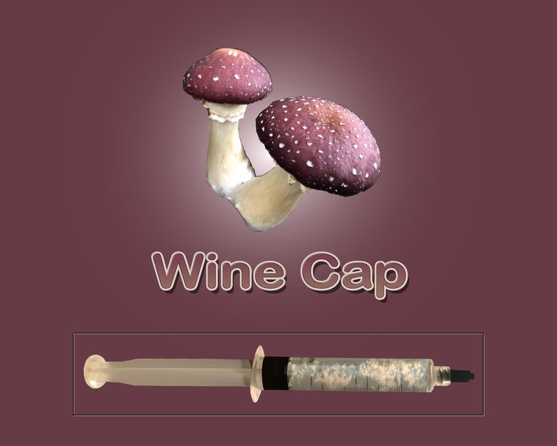 Wine Cap Mushroom Liquid Culture image 1