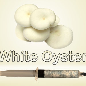 May include: White Oyster mushrooms with a syringe filled with a white substance. The text "White Oyster" is written below the mushrooms.