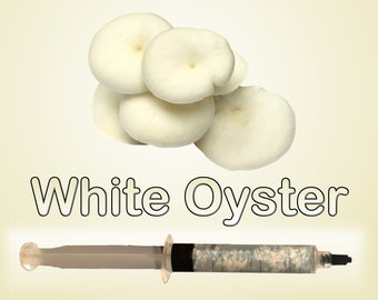 White Oyster Mushroom Liquid Culture
