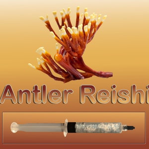 Antler Reishi (Ganoderma multipilium) Mushroom Liquid Culture