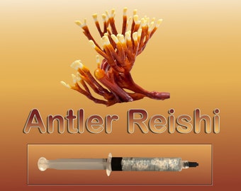 Antler Reishi (Ganoderma multipilium) Mushroom Liquid Culture