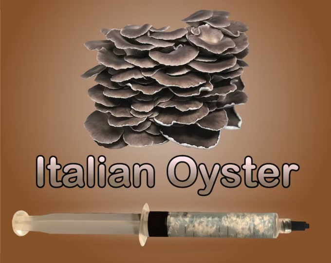 Italian Oyster Mushroom 11 ml Liquid Culture Pleurotus pulmonarius Phoenix Oyster