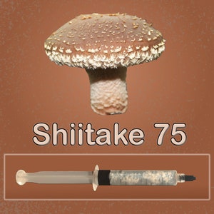 Shiitake Mushroom Liquid Culture