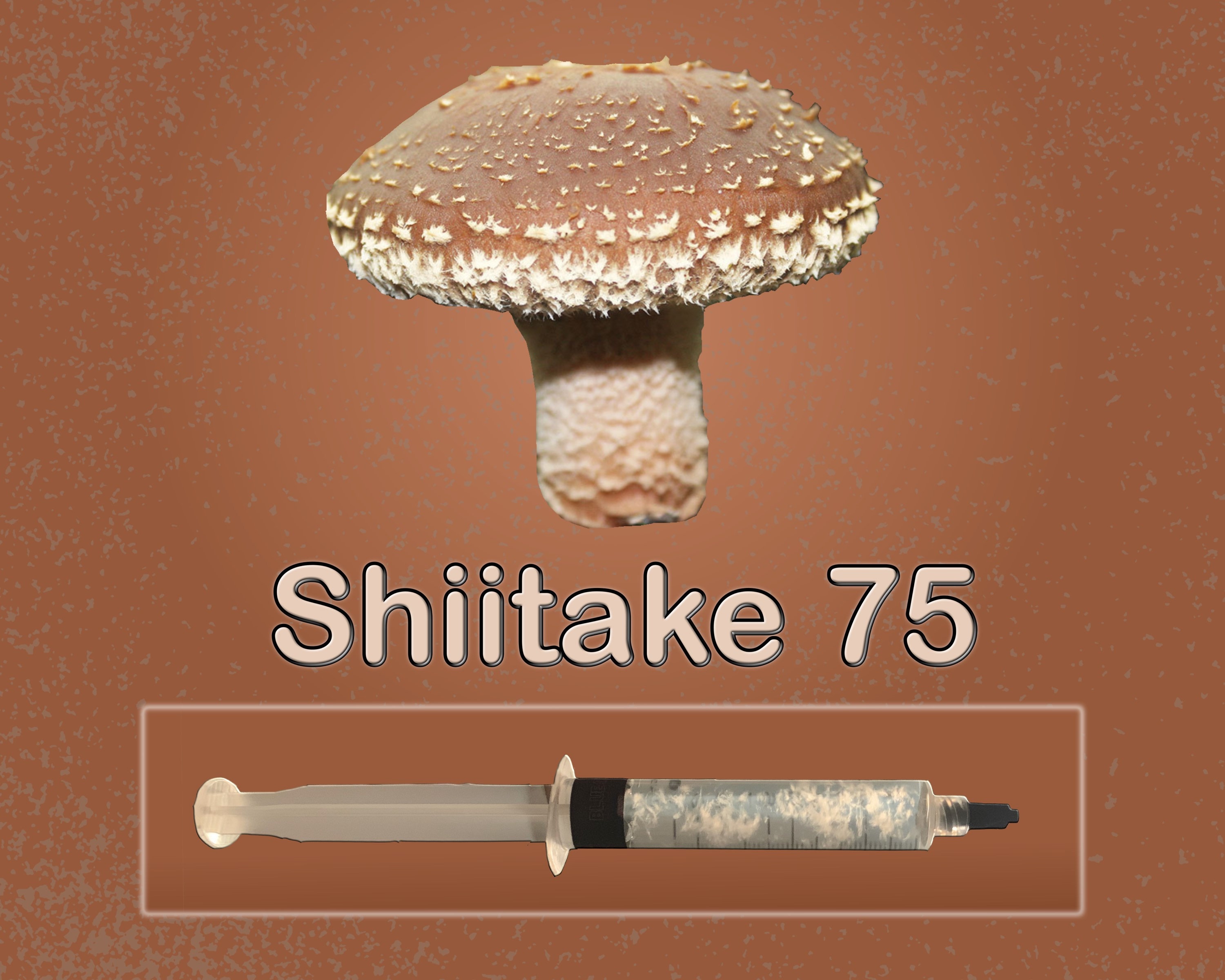 Ballot de culture Shiitaké BIO – La Mycosphère