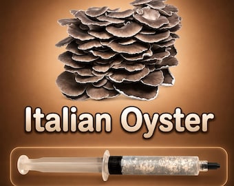 Italian Oyster Liquid Culture Syringe 10ml (Pleurotus pulmonarius), Phoenix Oyster Gourmet Mycelium for Grow Kits, Beginner Friendly