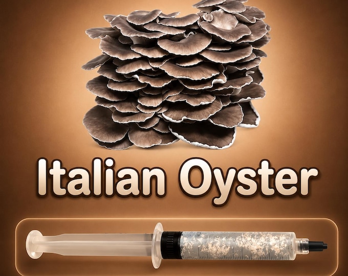 Italian Oyster Liquid Culture Syringe 10ml (Pleurotus pulmonarius), Phoenix Oyster Gourmet Mycelium for Grow Kits, Beginner Friendly