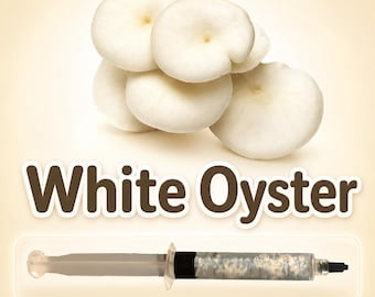 White Oyster Mushroom Liquid Culture Syringe 10ml (Pleurotus), Live Gourmet Mycelium for Grow Kits, Fast Growing Beginner Friendly