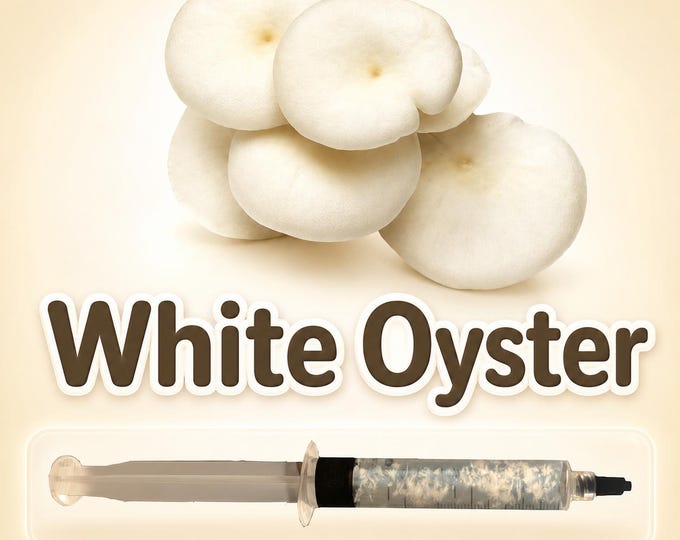 White Oyster Mushroom Liquid Culture Syringe 10ml (Pleurotus), Live Gourmet Mycelium for Grow Kits, Fast Growing Beginner Friendly