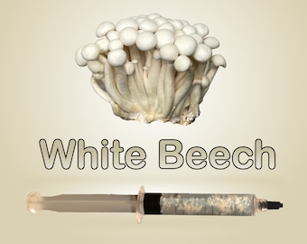 White Beech Mushroom 11 ml Liquid Culture Hypsizygus tessellatus Bunapi-shimeji