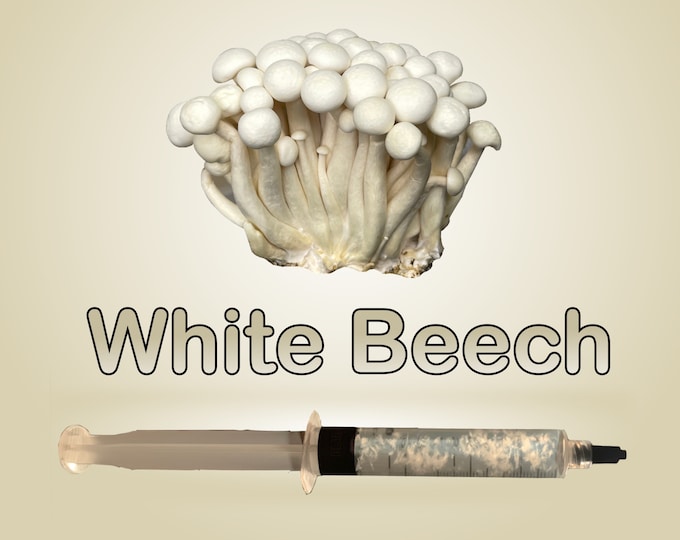 White Beech Mushroom 11 ml Liquid Culture Hypsizygus tessellatus Bunapi-shimeji