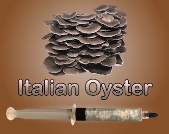 Italian Oyster Mushroom 11 ml Liquid Culture Pleurotus pulmonarius Phoenix Oyster