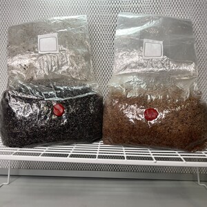 5 LB All-In-One Grow Kit Mushroom Substrate