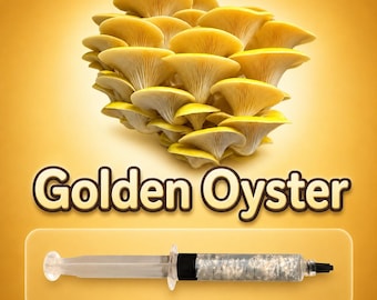 Gold Oyster Mushroom Liquid Culture Syringe 10ml (Pleurotus citrinopileatus), Live Gourmet Mycelium Grow Kit, Beginner Friendly