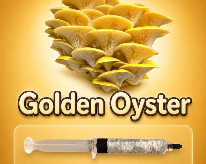 Gold Oyster Mushroom Liquid Culture Syringe 10ml (Pleurotus citrinopileatus), Live Gourmet Mycelium Grow Kit, Beginner Friendly