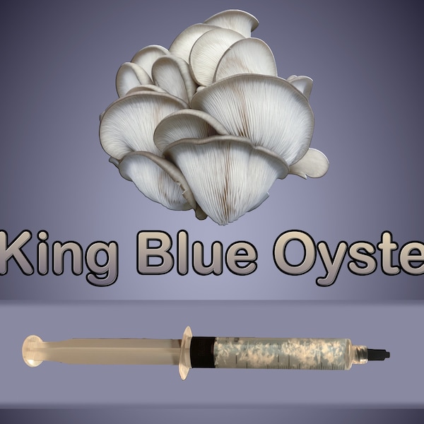 King Blue Oyster Mushroom Liquid Culture