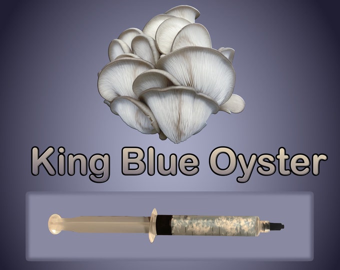 King Blue Oyster Mushroom Liquid Culture