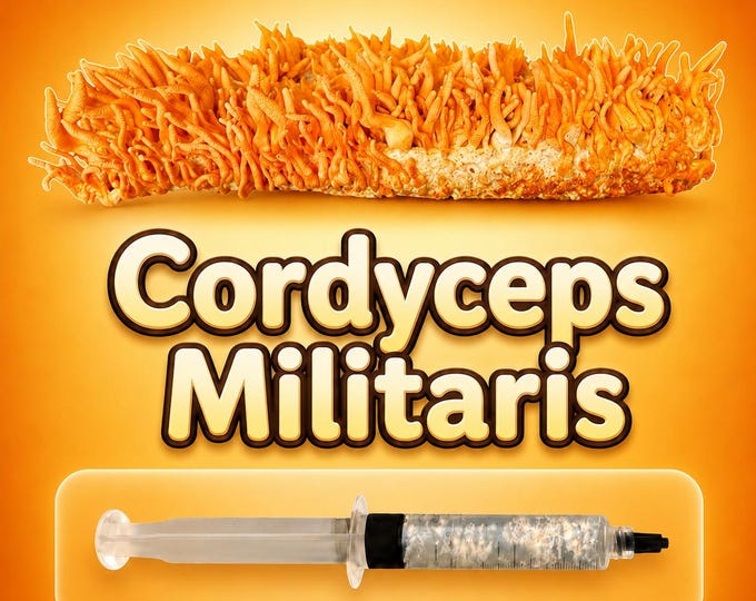 Cordyceps Militaris Liquid Culture