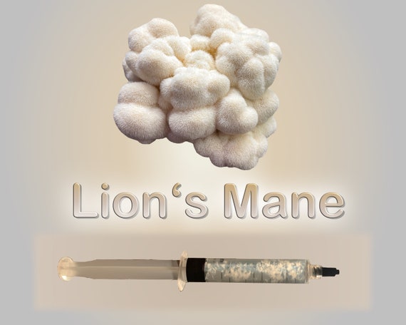 Lion's Mane Mushroom Liquid Culture  (Hericium Erinaceus)